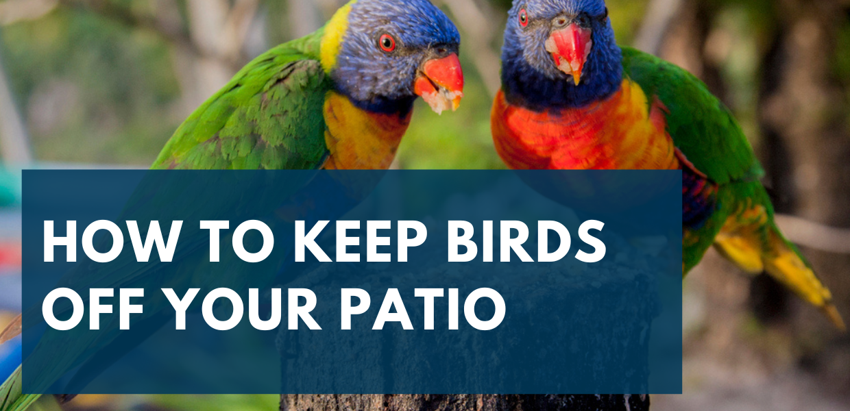 How To Keep Birds Off Your Patio