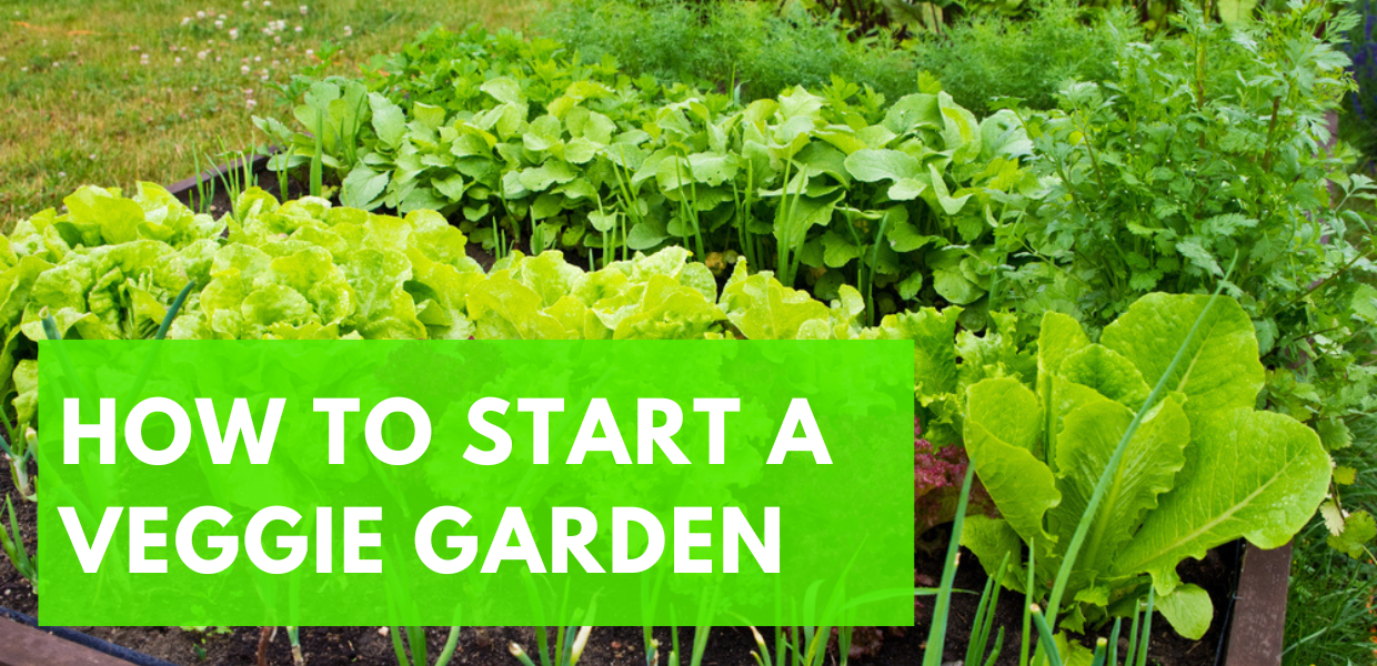 How to Start a Veggie Garden