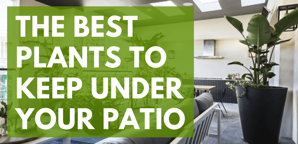 best patio plants